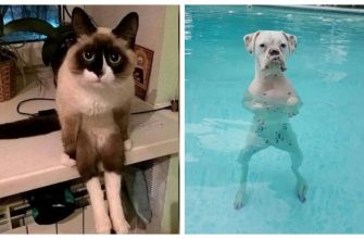 странные коты и собаки